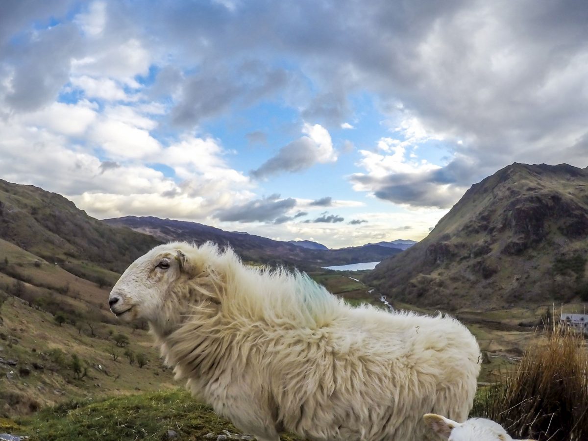 Wales Snowdonia Sheep Llyn Gwynant