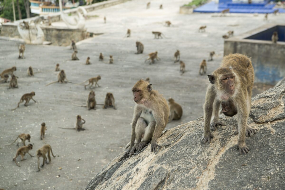 Wat Khao Takiap or Monkey Temple near the City of Hua Hin in Thailand