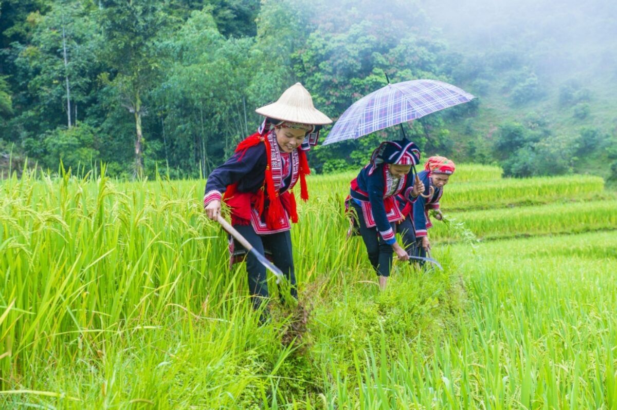 Women from the Red Dao minority in a village near Ha Giang vietnam