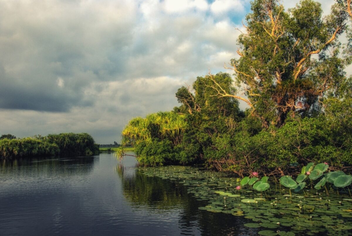 Yellow Water Billabong Kakadu National Park Northern Territory NT Australia