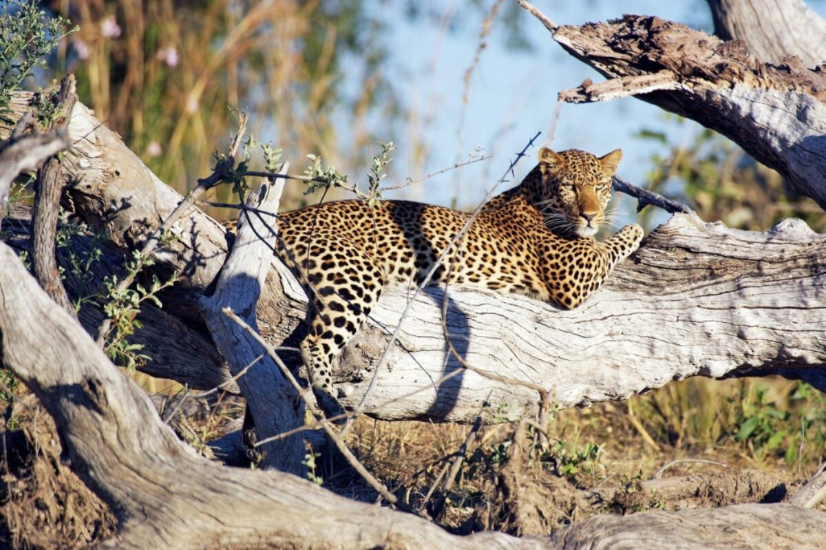 Zambia Kafue NP leopard2