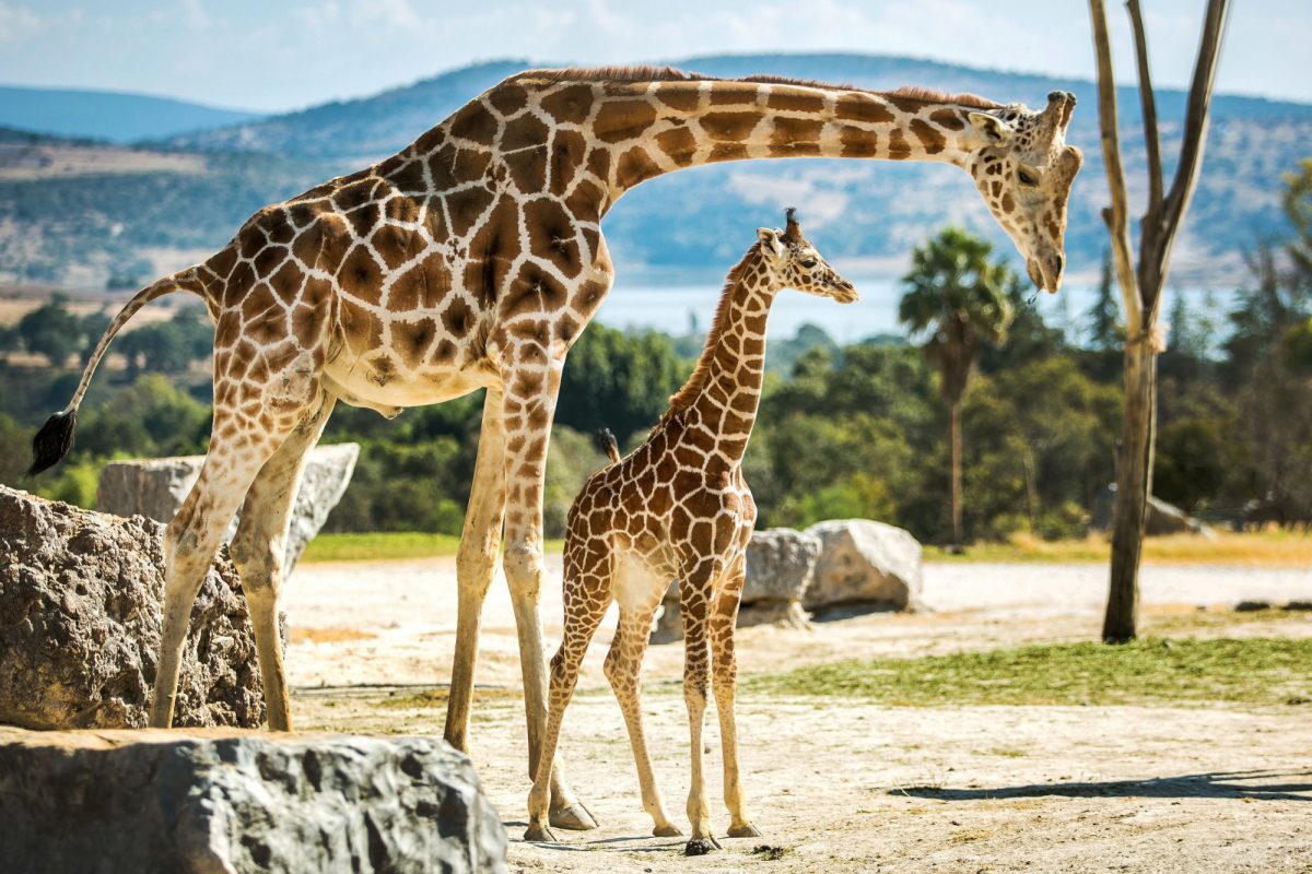 Zambia giraffes zoo