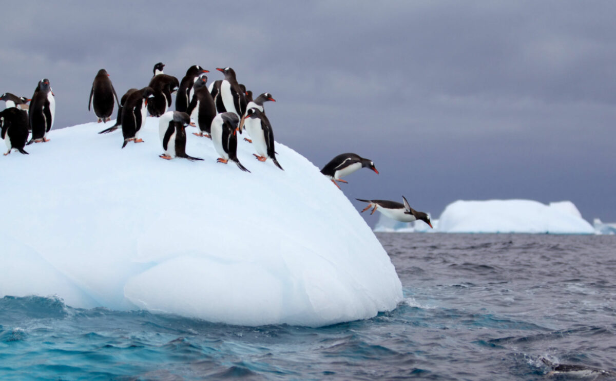 Antarctica-Penguins