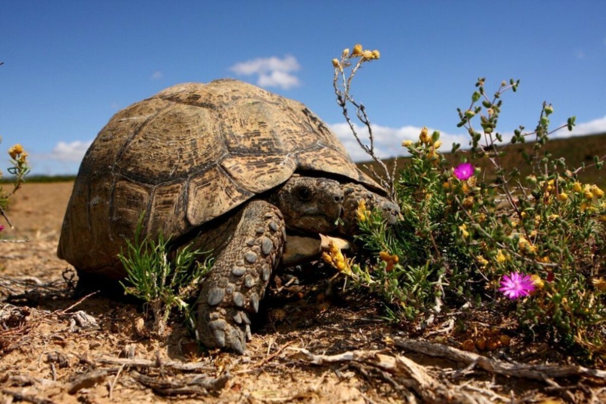Gallery-26-290-sanbona-wildlife-43_resize