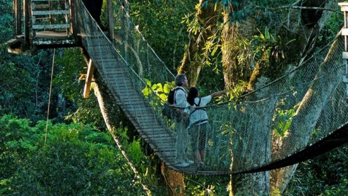 Peru-puerto-maldonado-walkway