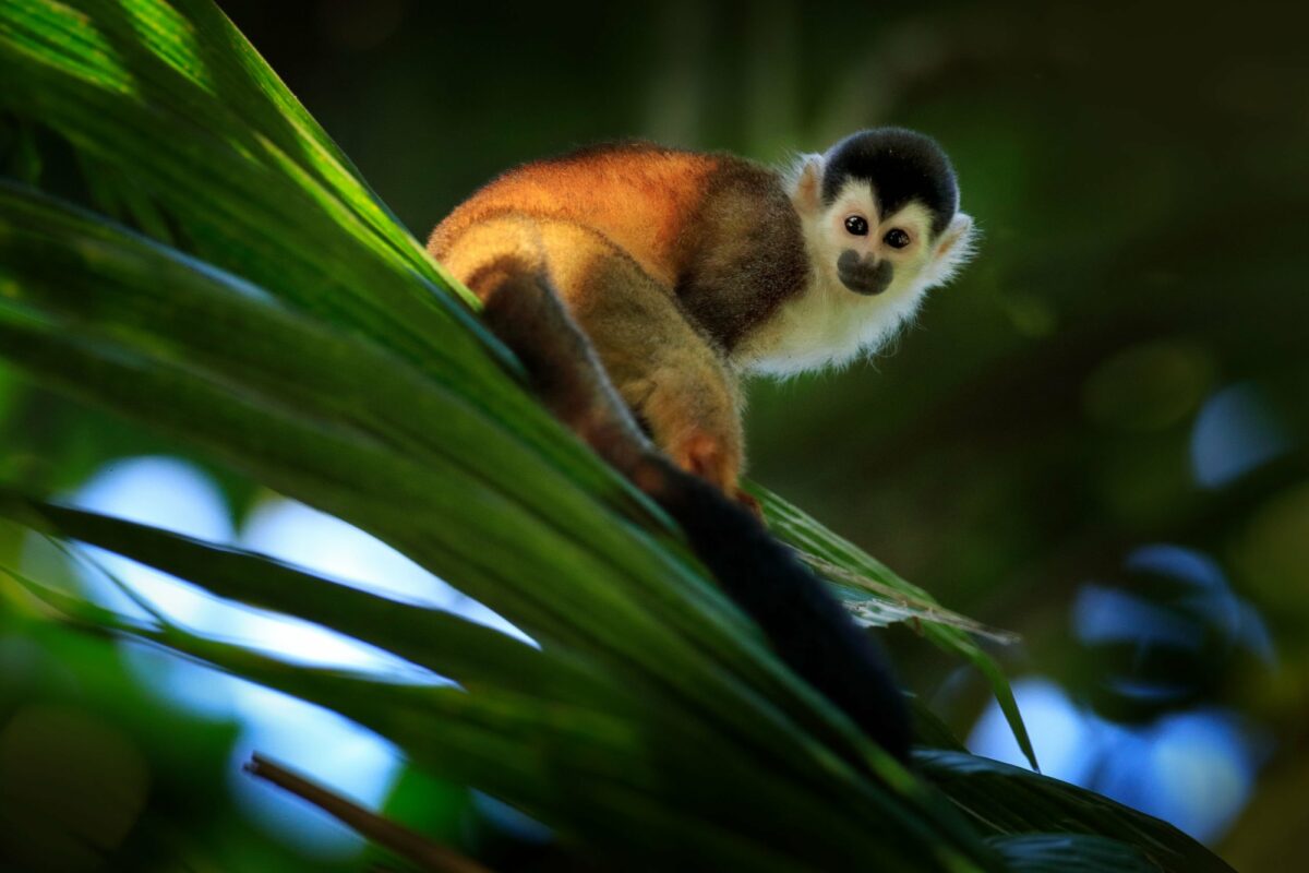 Squirrel monkey corcovado np costa rica