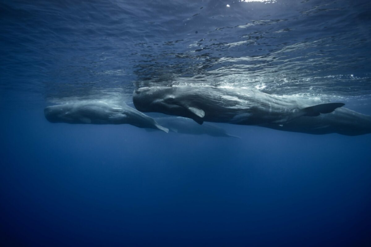 Trincomalee spermwhales