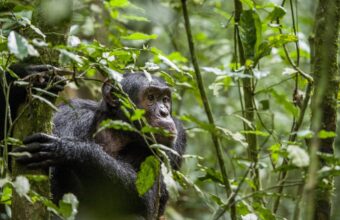 Kibale Forest National Park