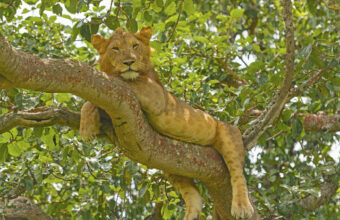 Queen Elizabeth National Park