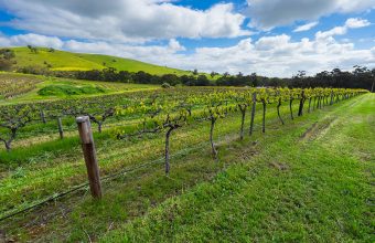 Barossa Valley
