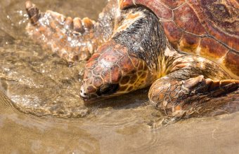 Mon Repos Conservation Park