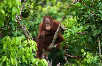Borneo