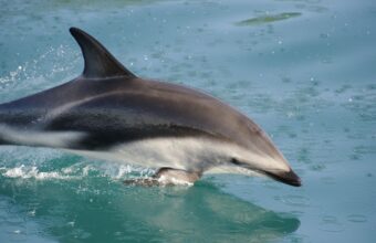Kaikoura