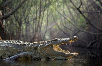 Gal Oya National Park