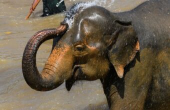 Wilpattu National Park