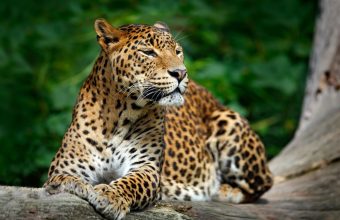 Yala National Park