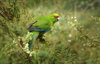 Stewart Island