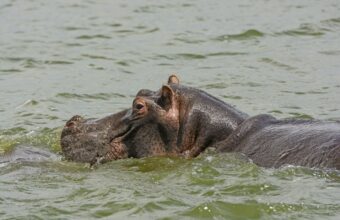 Kazinga Channel