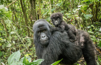 Bwindi Impenetrable National Park