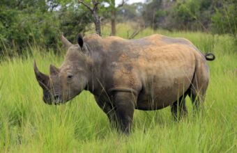 Ziwa Rhino Sanctuary