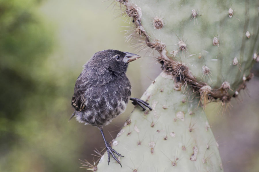 010 Common Cactus Finch