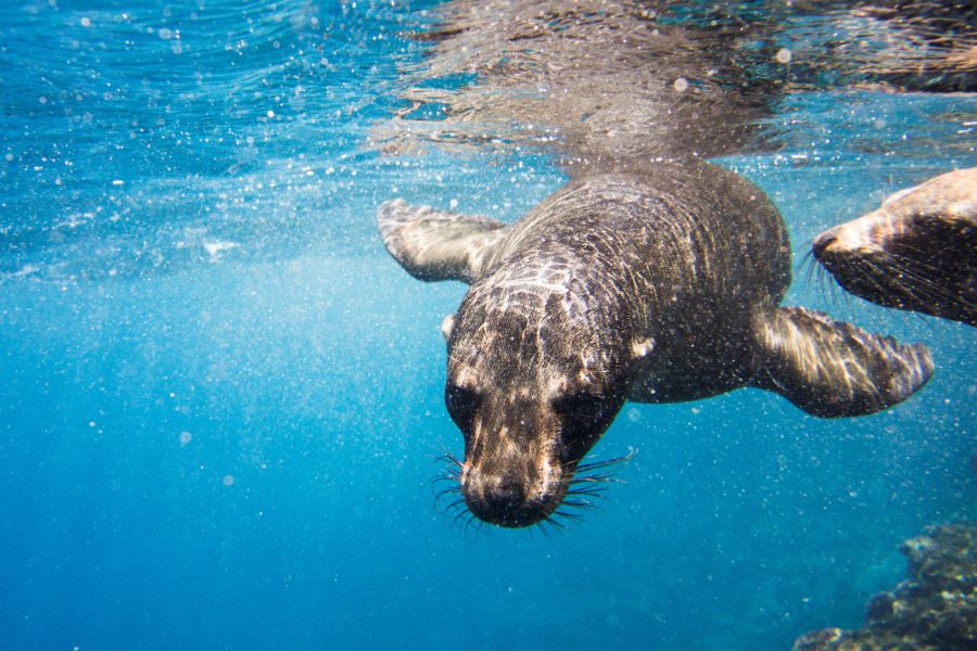 010 Galapagos Sea Lions