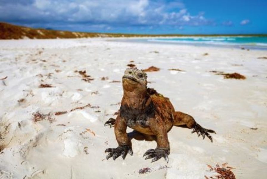 010 Intrepid Galapagos Iguana Sunbaking