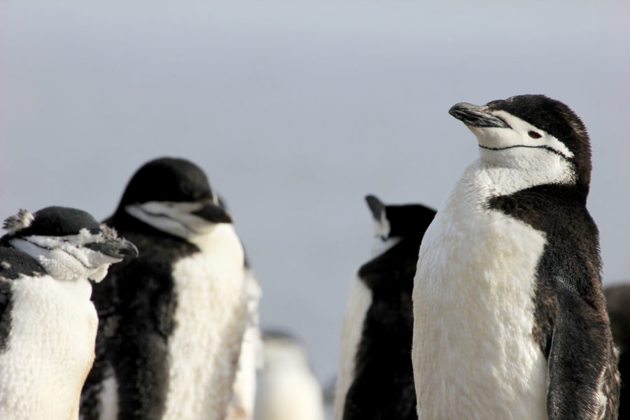 030 Chinstrap Penguin