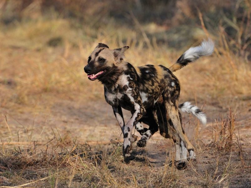 032-Sa-Safari-Wild-Dog
