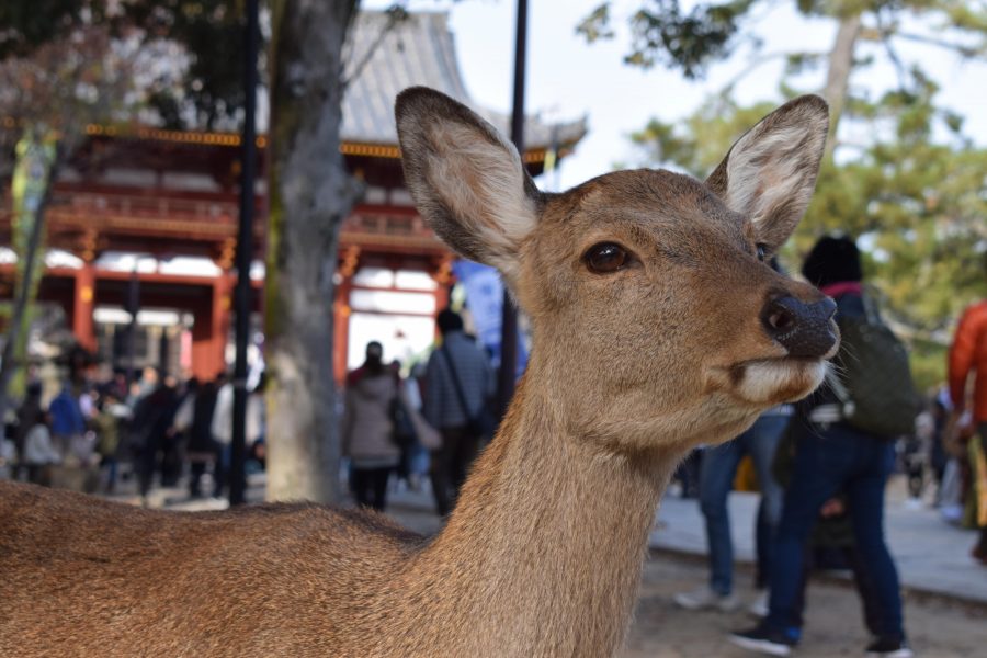 Japan Nara Dee SBJ