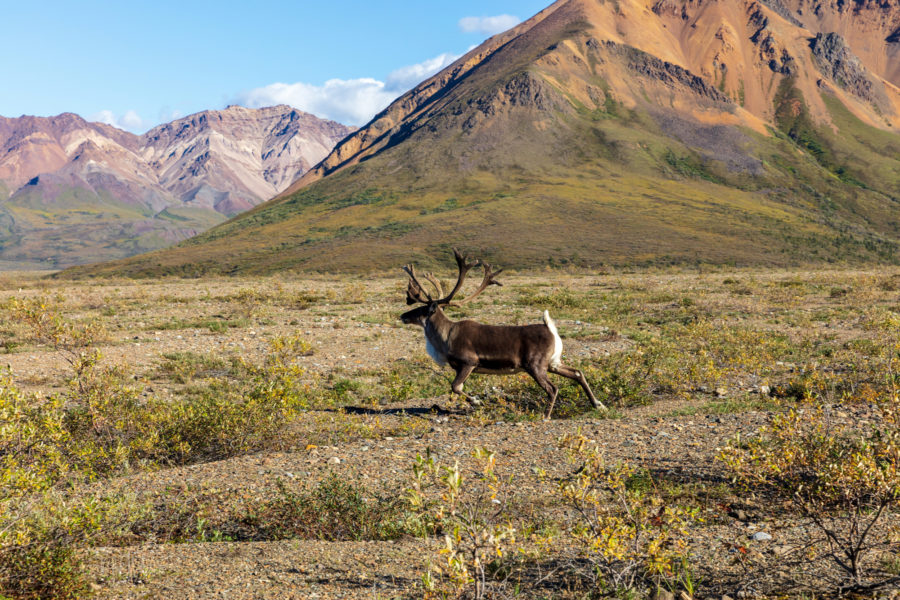 Alaska_Caribou2_lowres