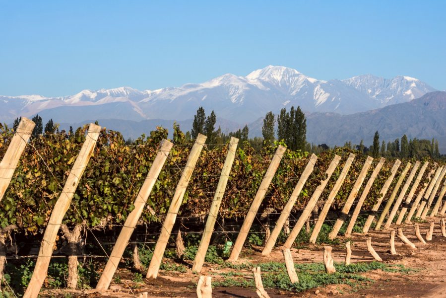 Argentina Mendoza Volcano Aconcagua Cordillera and Vineyard