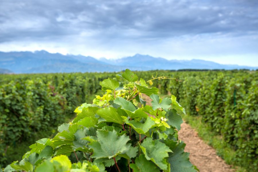 Argentina San Juan vineyard