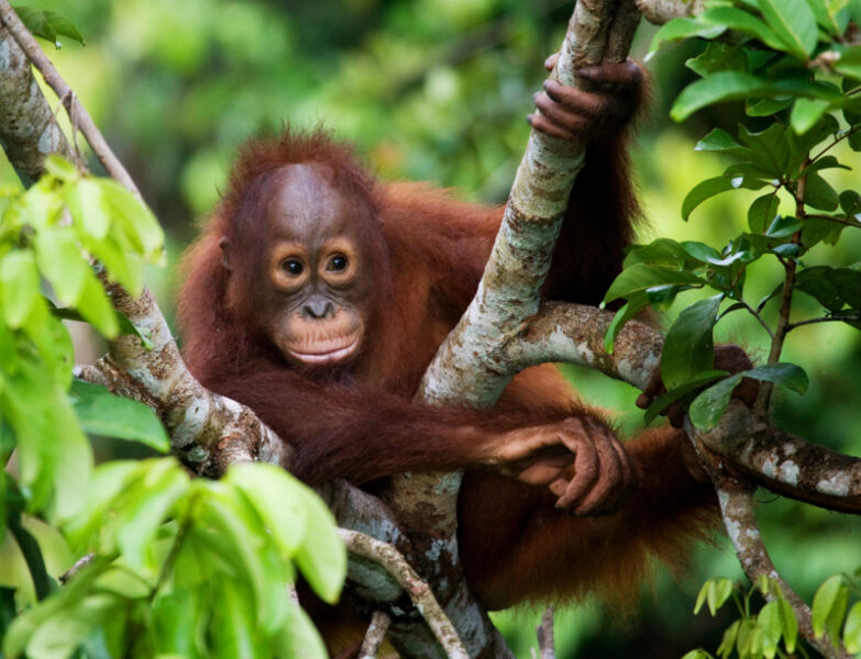 Borneo_Kalimantaorangutan