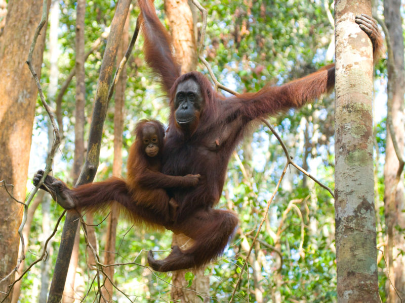 Borneo_Orangutan5