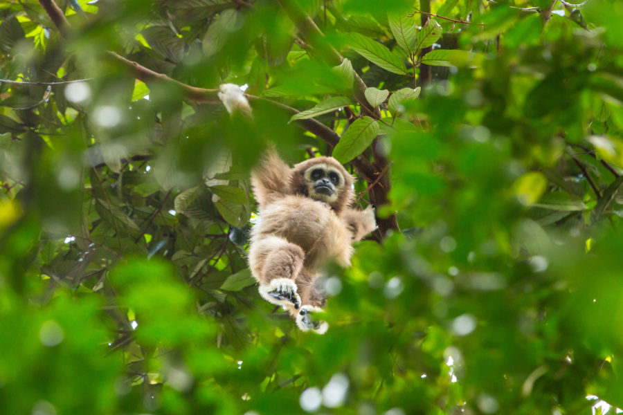 Borneo_Sumatragibbon