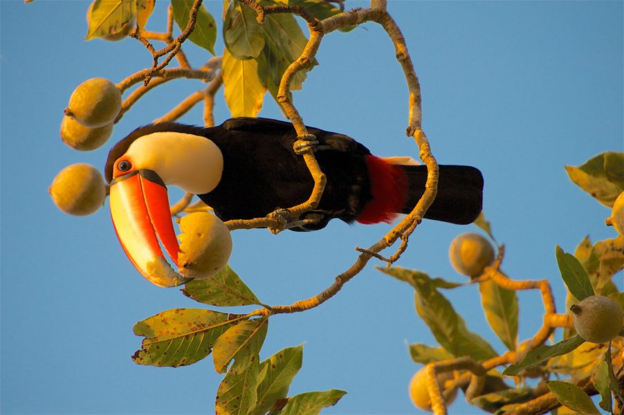Brazil Pantanal Toucan feeding on wild figs