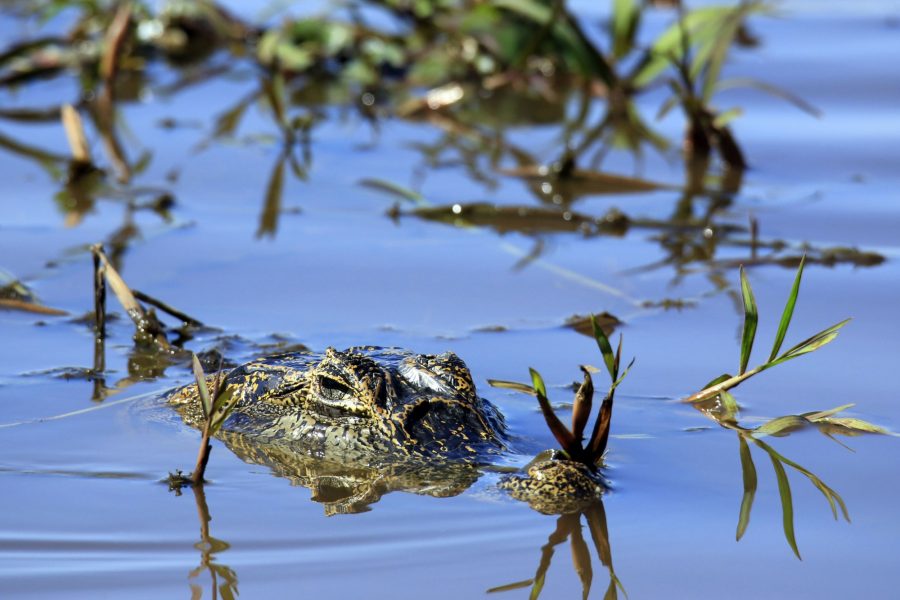 Brazil Pantanal Yacare Caiman Caiman yacare in the Water at Porto Jofre
