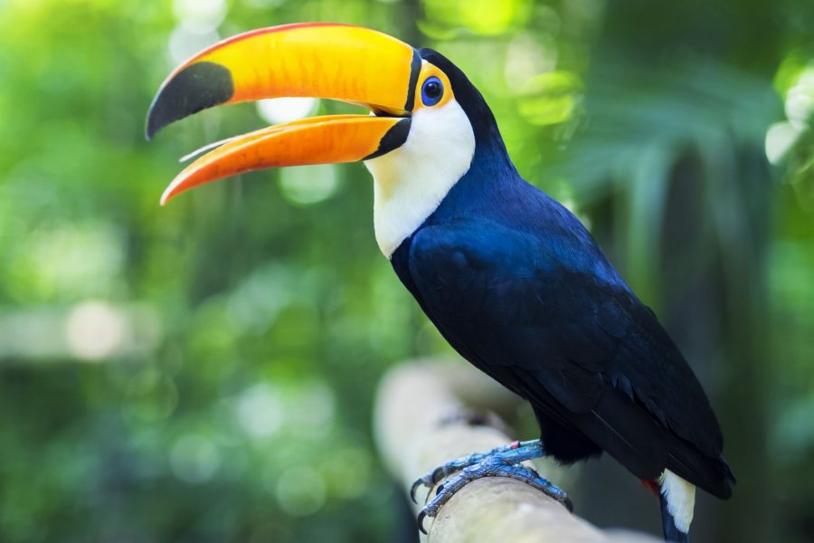 Brazil Toucan