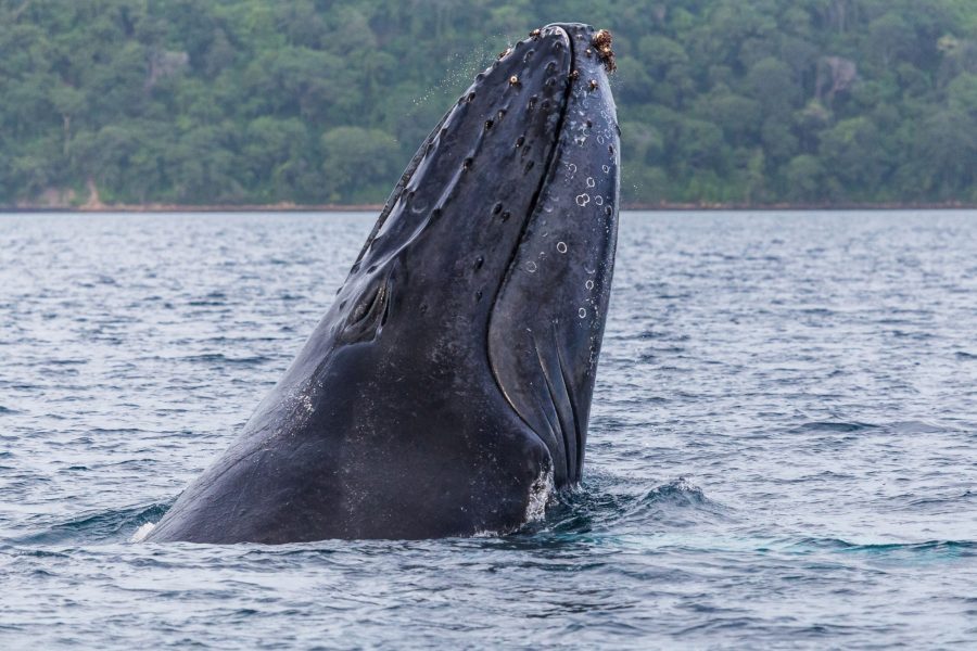 Costa Rica Manuel Antonio National Park humpback