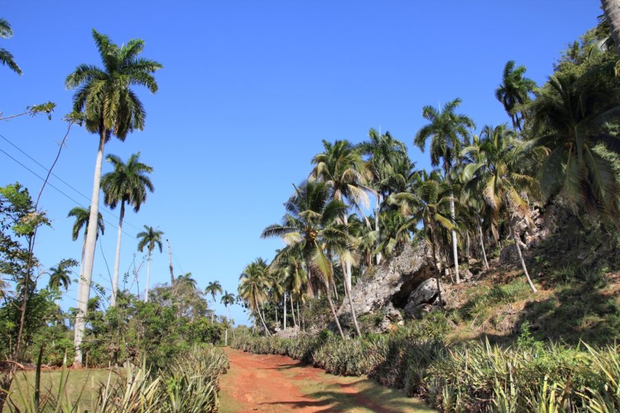 Cuba_Baracoa_trees