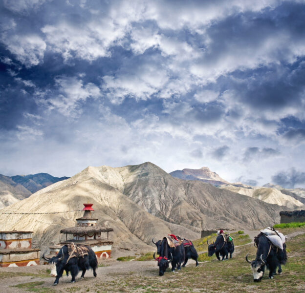 Dolpo-7