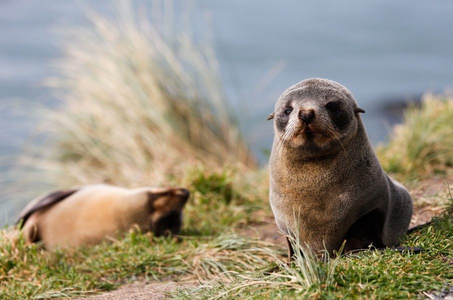 Dunedin seals