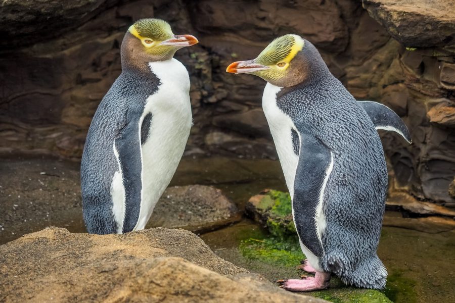 Dunedin yellow eyes penguins