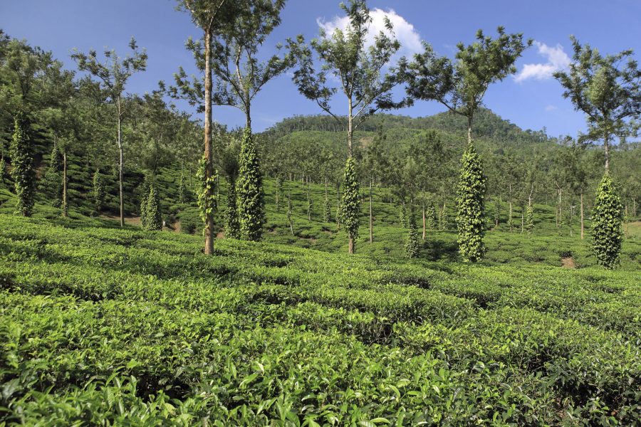 India Kerala Thekkady
