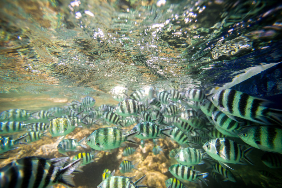 Kenya_underwater