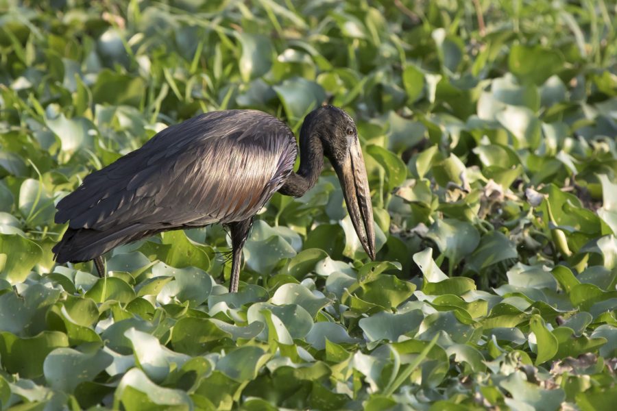 Lake Victoria African open billed stork