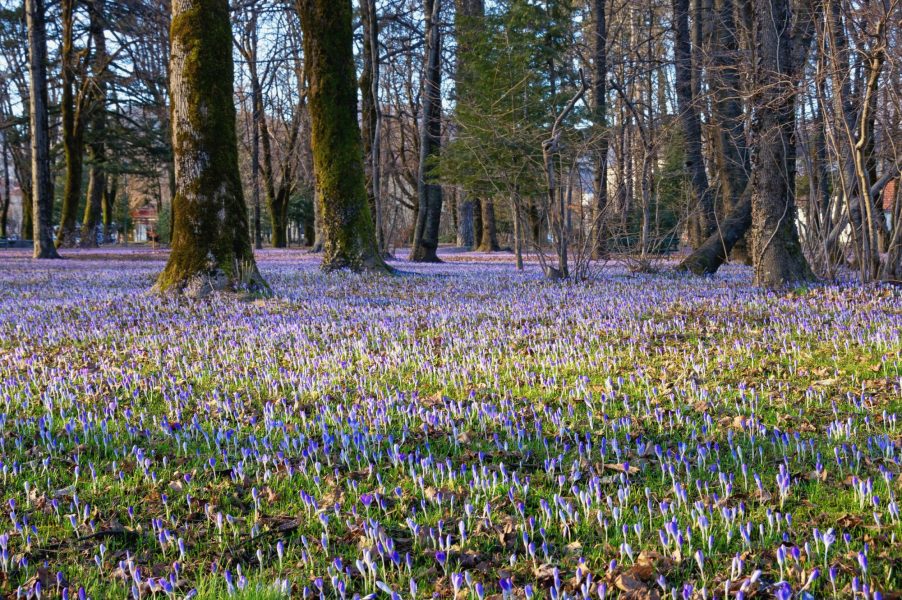 Montenegro Cetinje park spring flowers