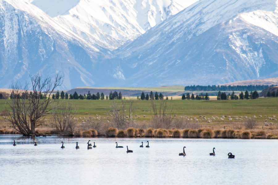 NZ Lake Heron Ashburton Lakes2