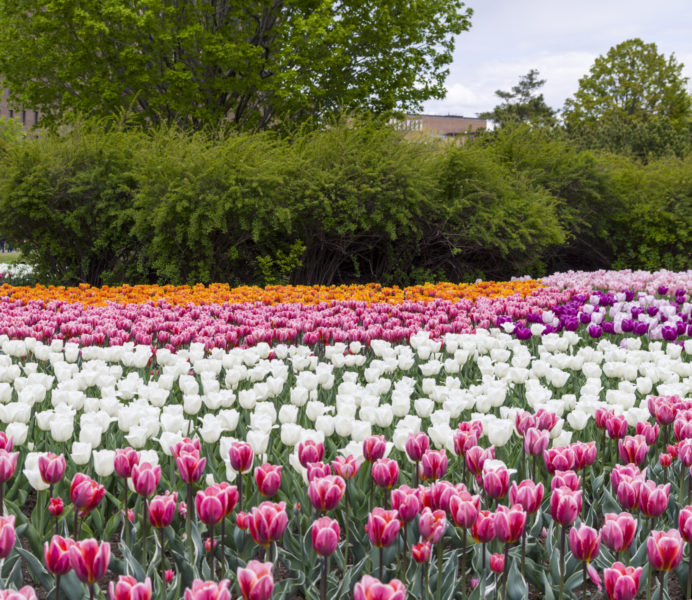 Ontario_tulipfestival